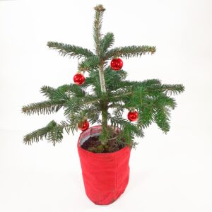 Ruukkupihta juuttipussissa koristeltu