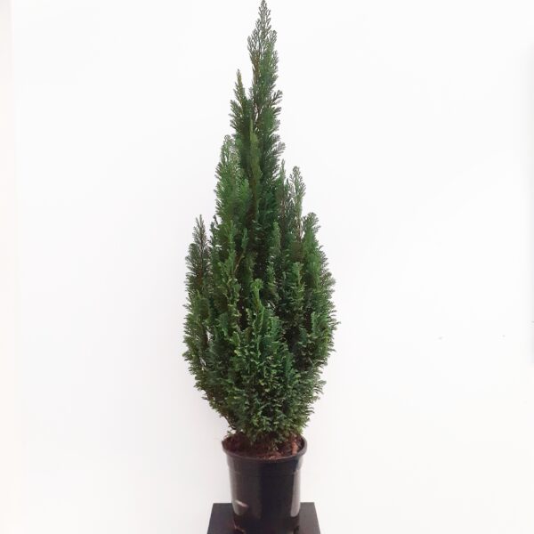 Sypressi 'Elwoodii' 130cm