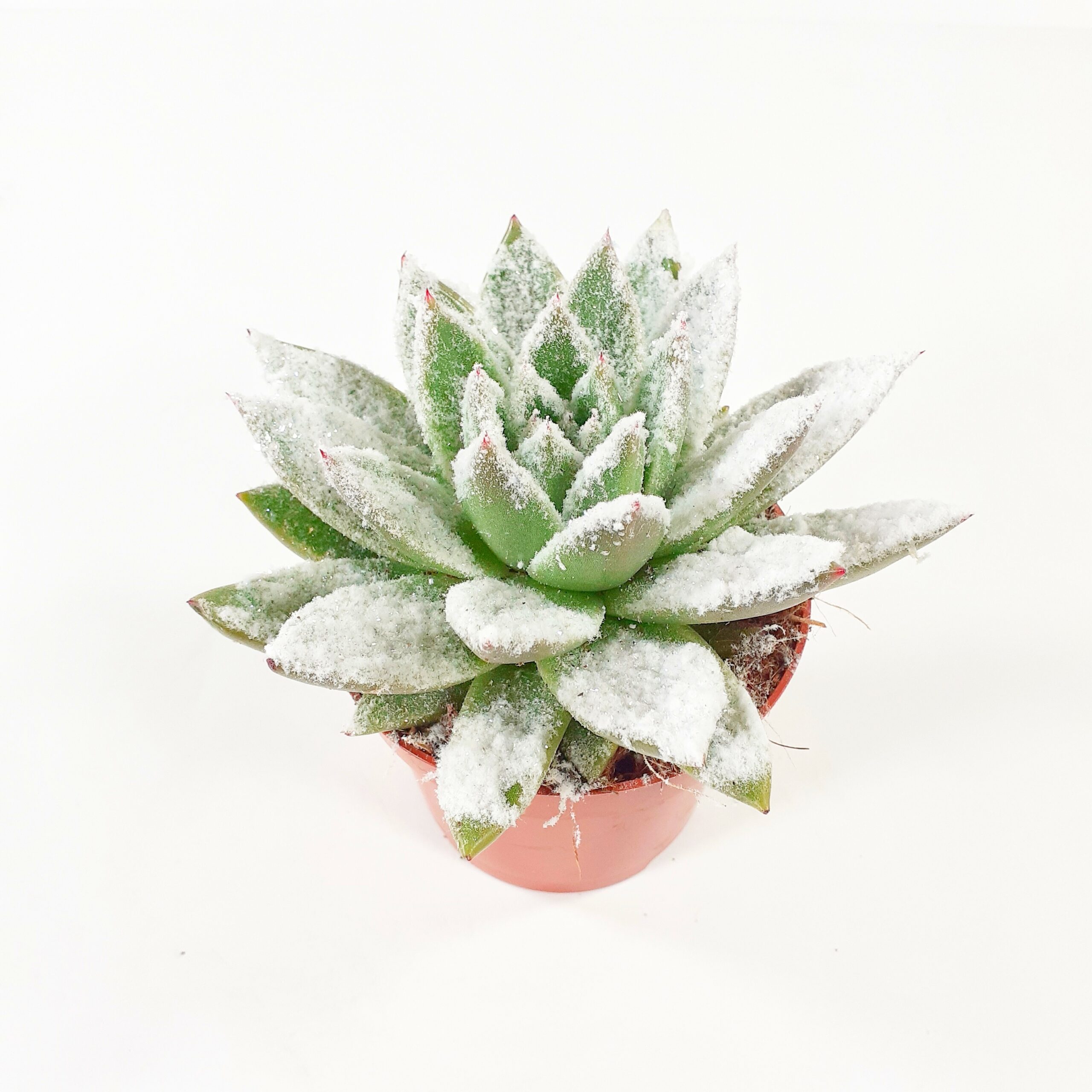 Mehiruusuke lumetettu p10,5