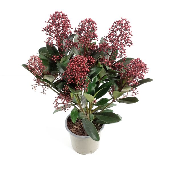 Skimmia 'Rubella' p9-10