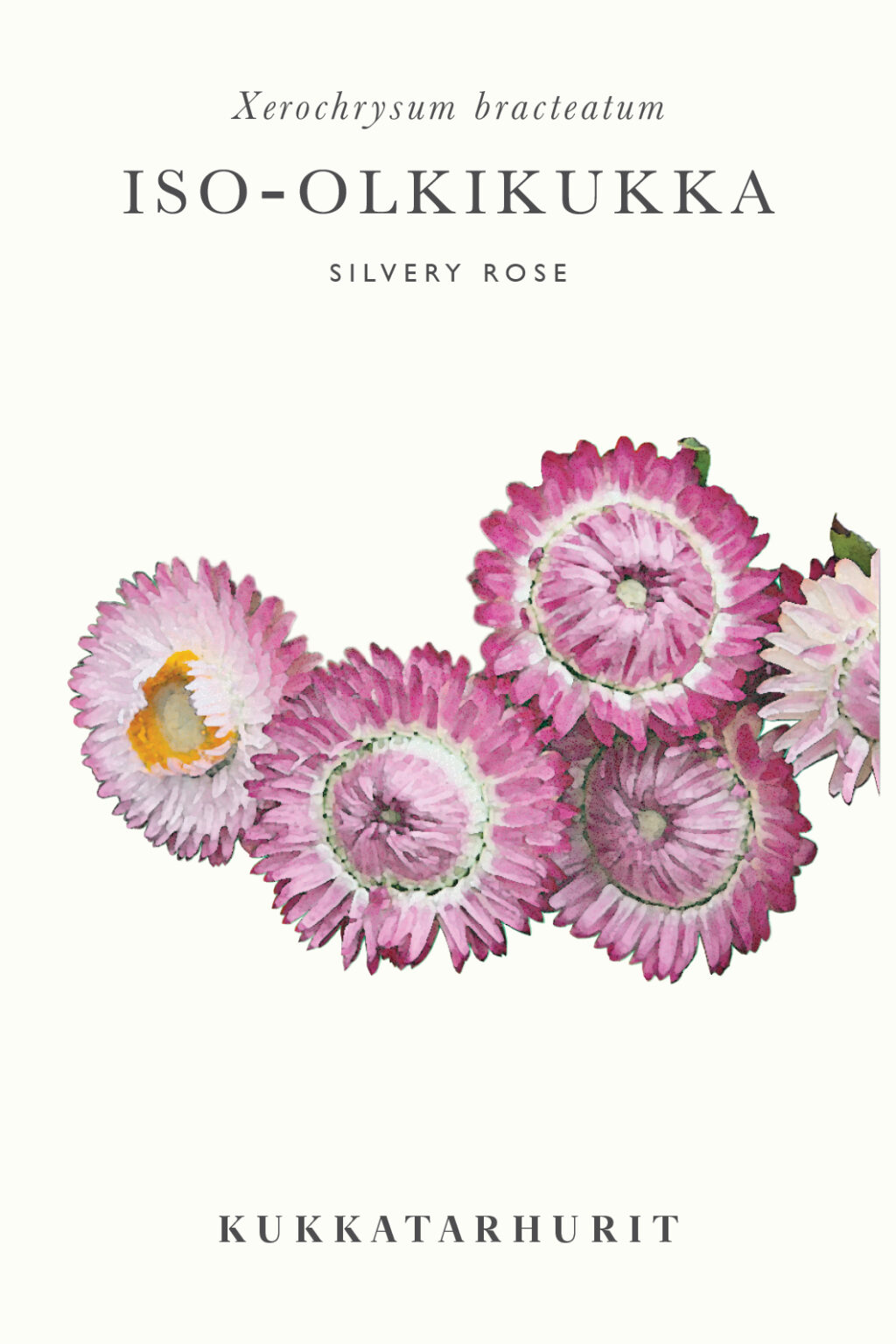 Iso-olkikukka 'Silver Rose' - Viherkauppa