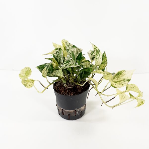 Kultaköynnös 'Marble Queen' p13 HYDRO
