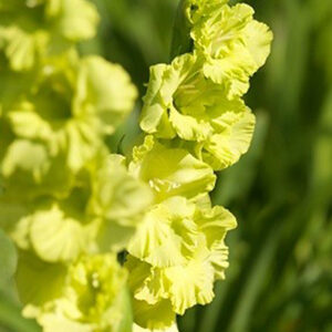 Gladiolus 'Green Star' 1 kpl