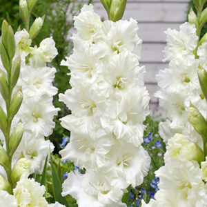 Gladiolus 'Ivory Perfection' 1 kpl