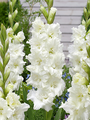 Gladiolus 'Ivory Perfection' 1 kpl