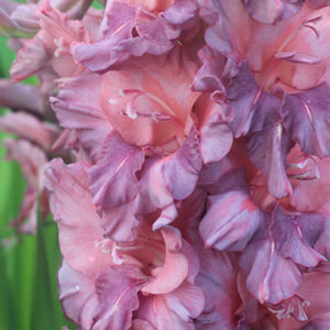 Gladiolus 'Rusty Chestnut' 1 kpl