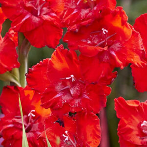 Gladiolus 'Velvet Raspberry' 1 kpl