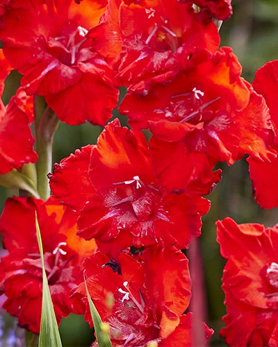 Gladiolus 'Velvet Raspberry' 1 kpl
