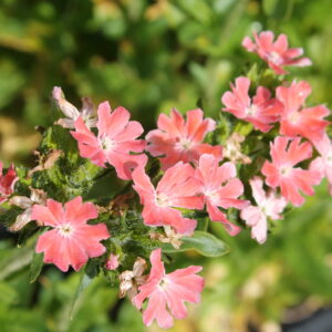 Palavarakkaus 'Carnea'; At,p10