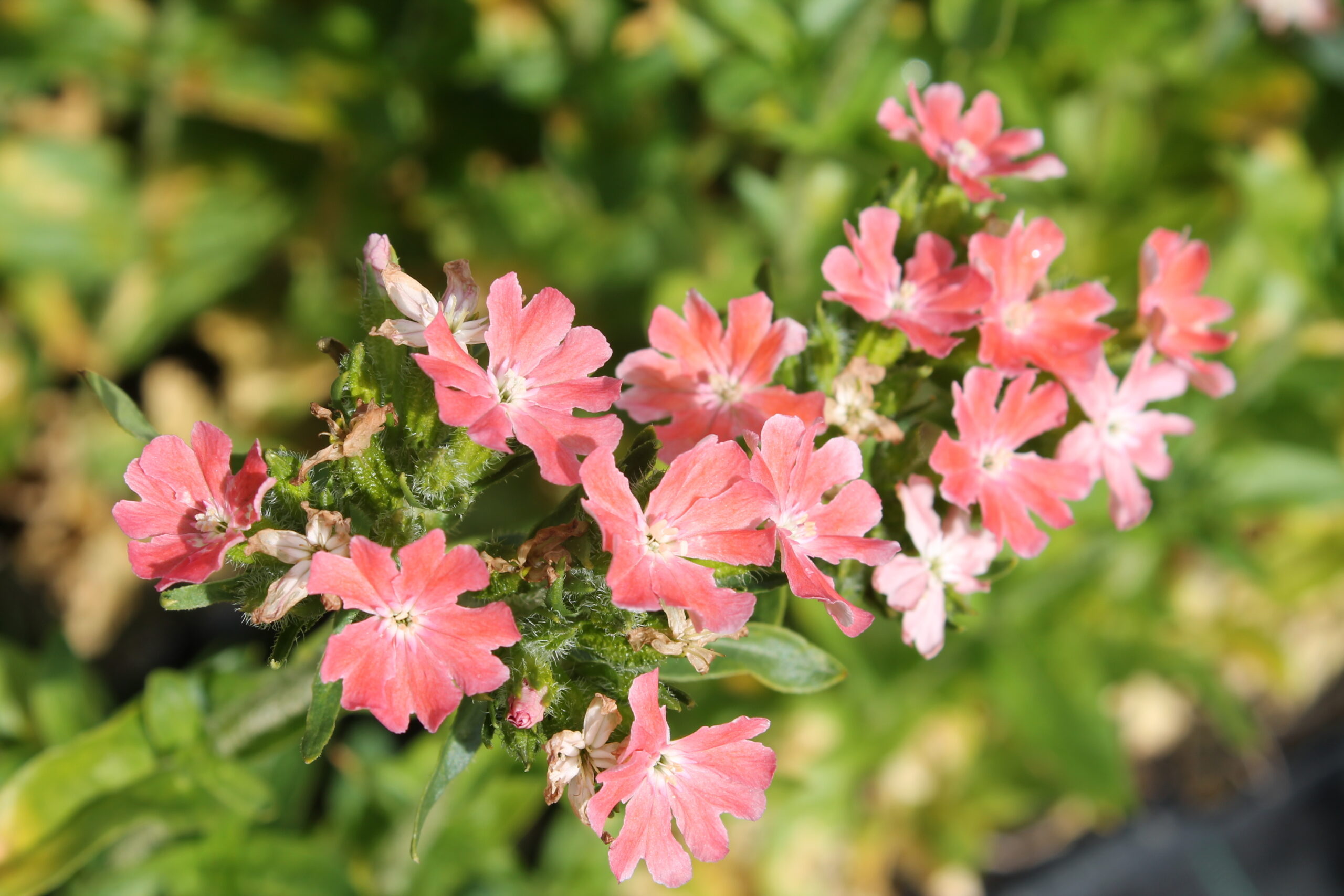 Palavarakkaus 'Carnea'; At,p10