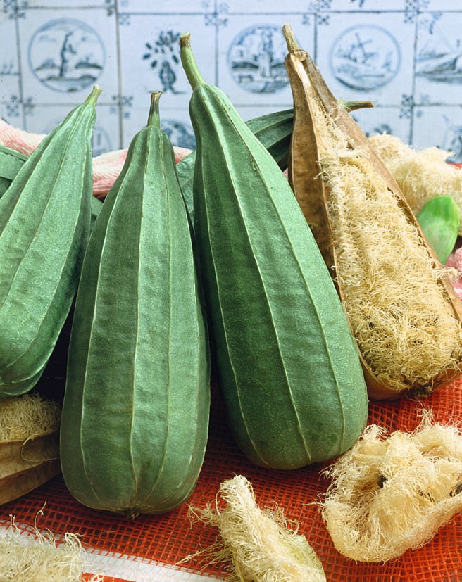 Pesusienikurkku - Image 2