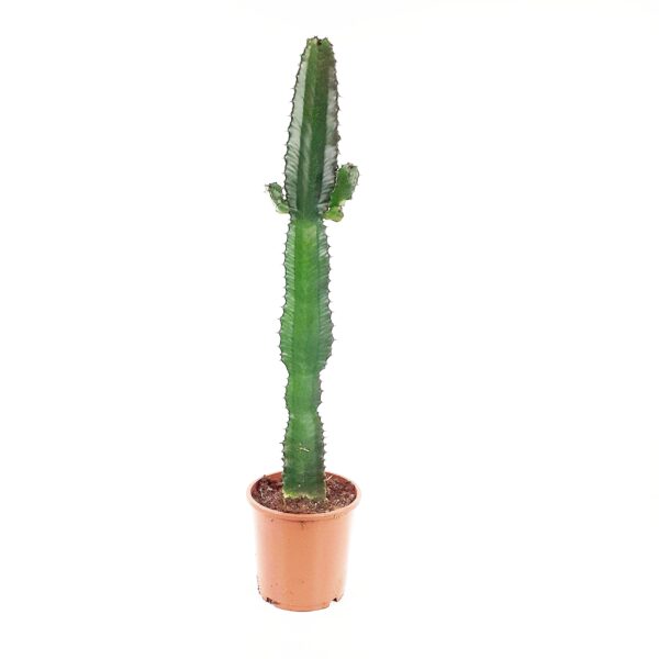 Tyräkki Acrurensis 80cm