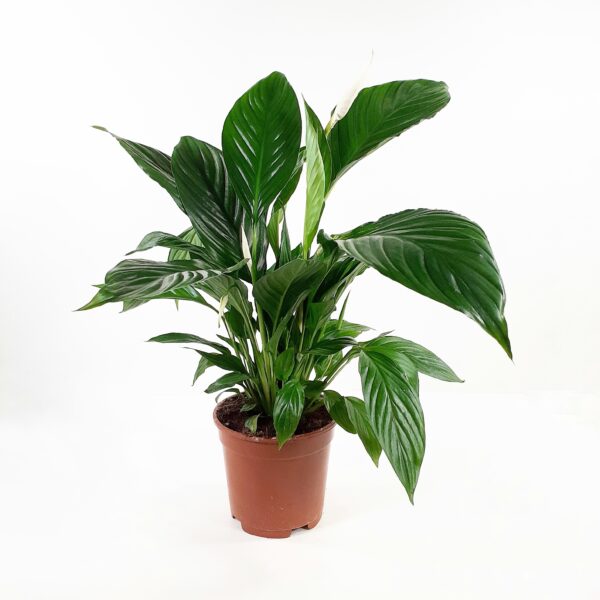 Viirivehka 'Vivaldi' 50-60cm