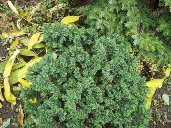 Kääpiöpalsamipihta; 20-30, At,Ul