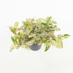 Viherpantteriköynnös 'Variegata' p12