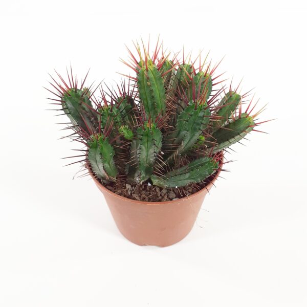 Euphorbia enopla p10,5