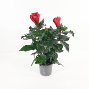 Kiinanruusu punainen p13