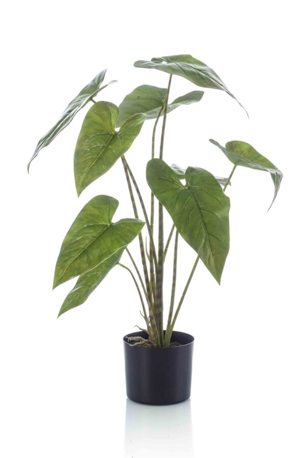 Juurakkovehka Zebrina 75cm