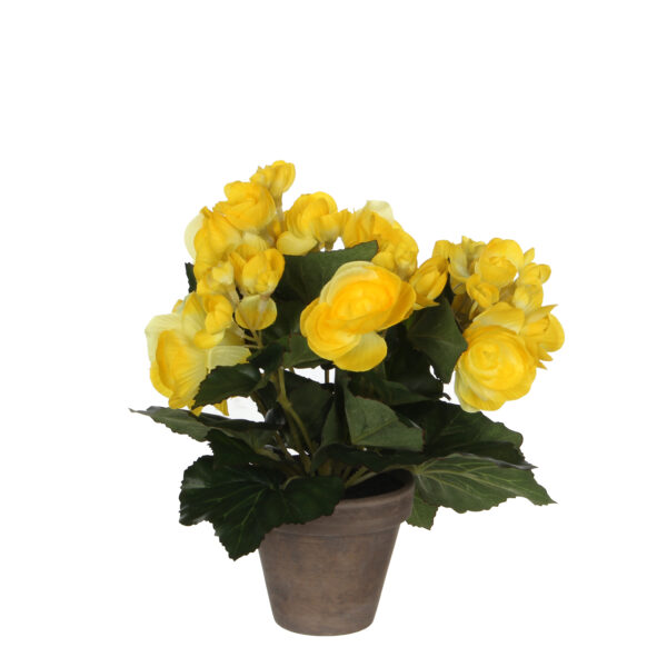 Begonia 25cm keltainen ruukussa