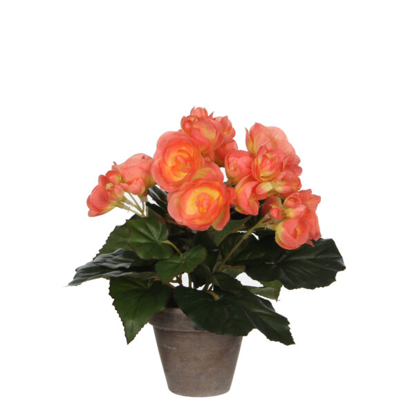 Begonia 25cm lohenpun. ruukussa