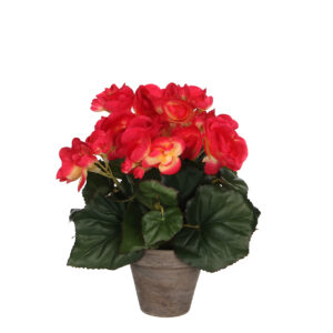 Begonia 25cm t.pinkki ruukussa