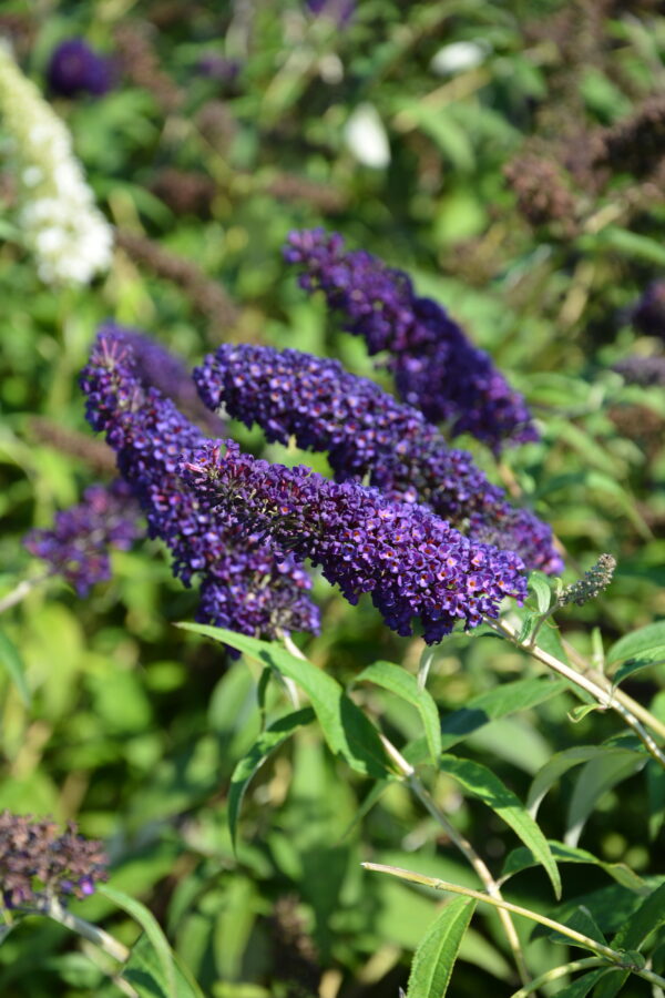 Syrikkä 'Black Knight'; At 2L,Ul