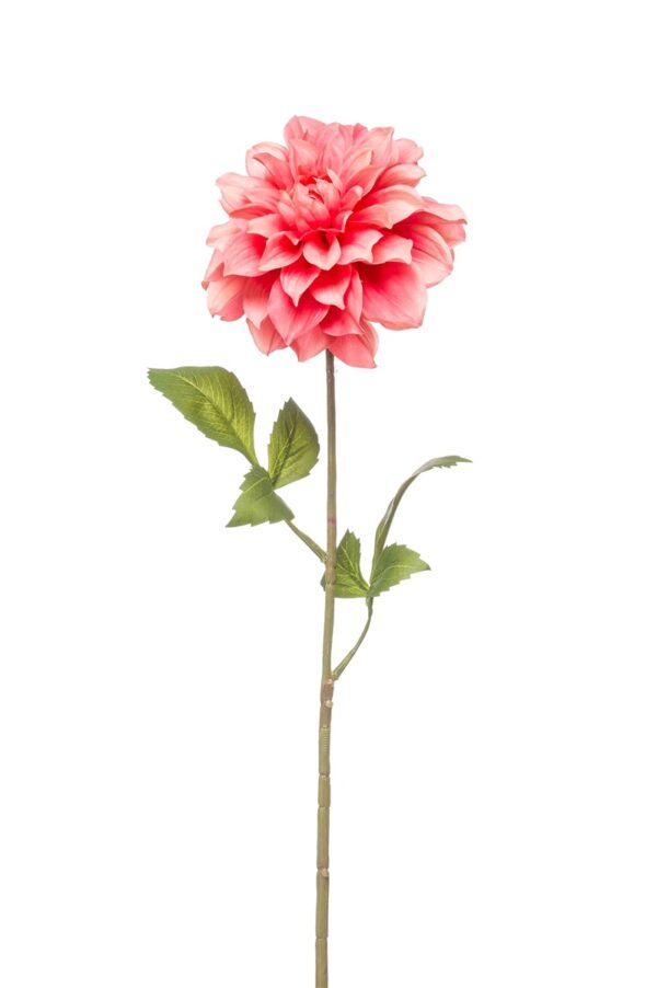 Daalia-oksa 72cm koralli