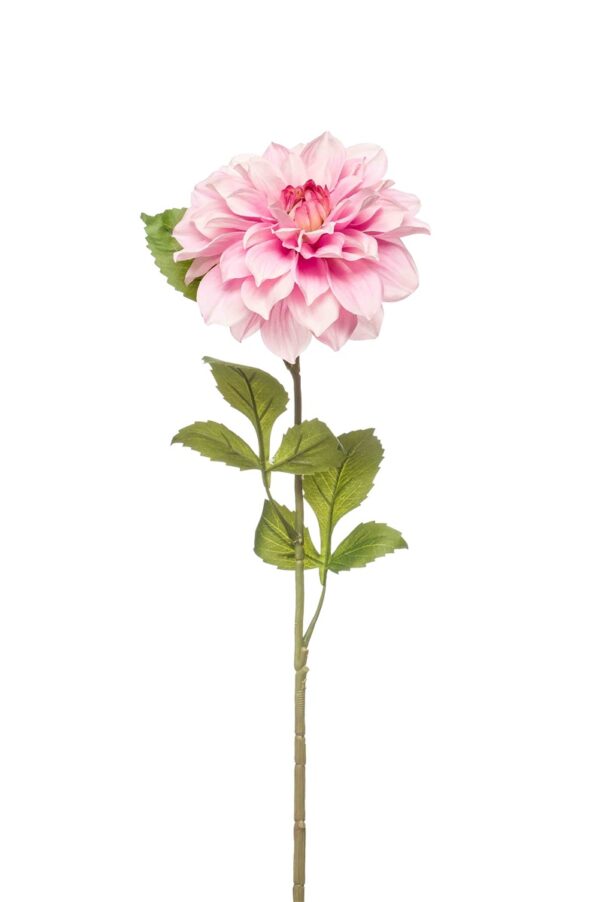 Daalia-oksa 72cm vaalea purppura