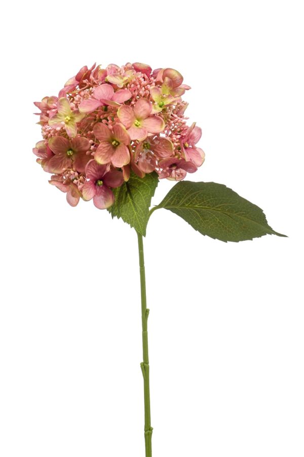 Hortensia 50cm, vanha pinkki