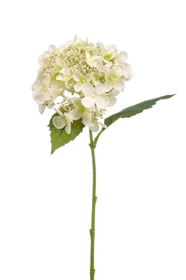 Hortensia 50cm, valkoinen