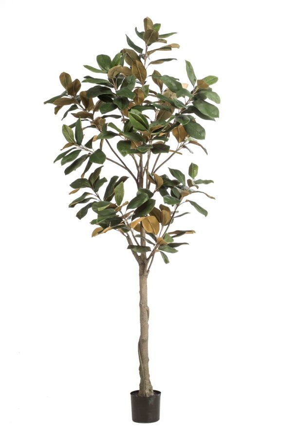 Magnolia Denudata- puu 210cm
