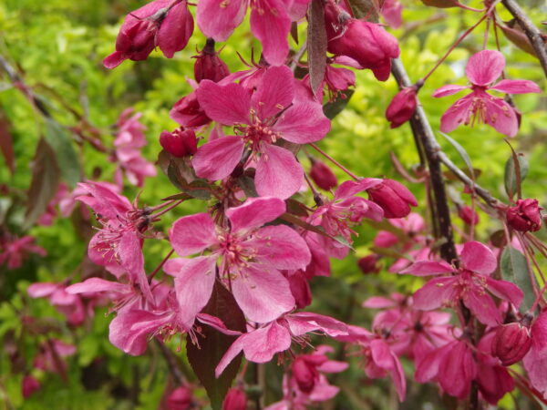 Riippaomenapuu 'Royal Beauty'; 150-200,At
