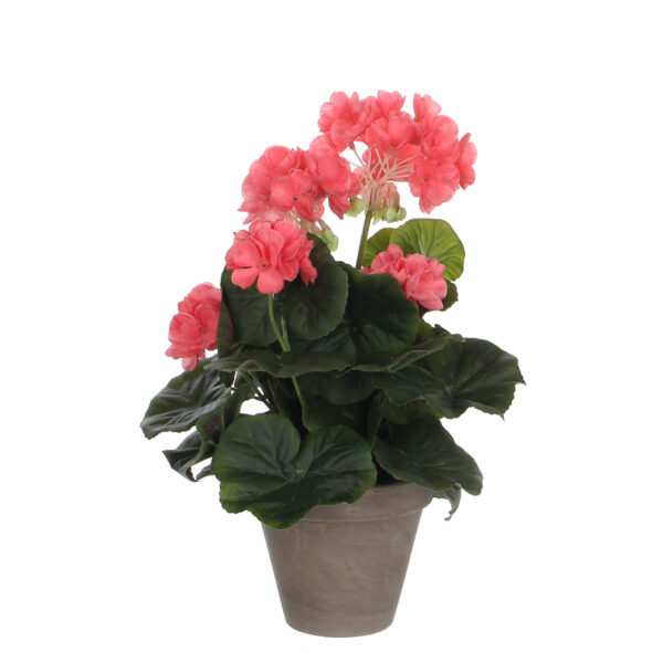 Pelargoni 34cm v.punainen ruukussa