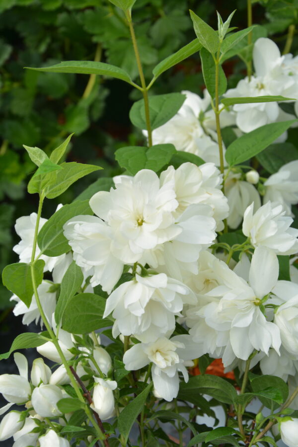 Pikkujasmike 'Snowbelle'; At,2L,Ul