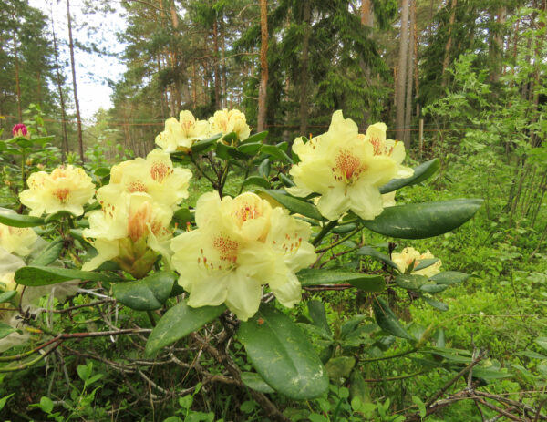 Alppiruusu 'Kristian's Sunshine'; At,5L,Ul