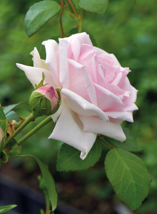 Köynnösruusu 'New Dawn'; At,2L,Ul