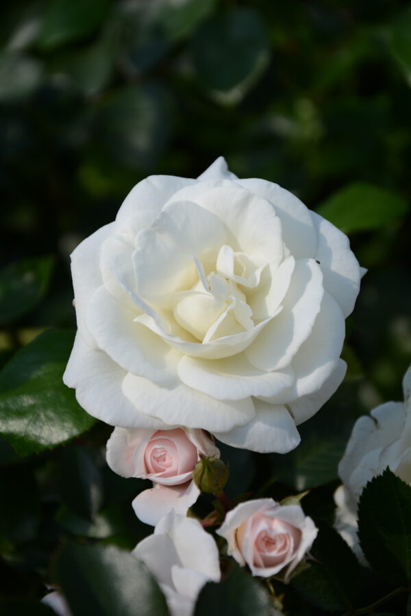 Köynnösruusu 'White New Dawn'; At,2L,Ul