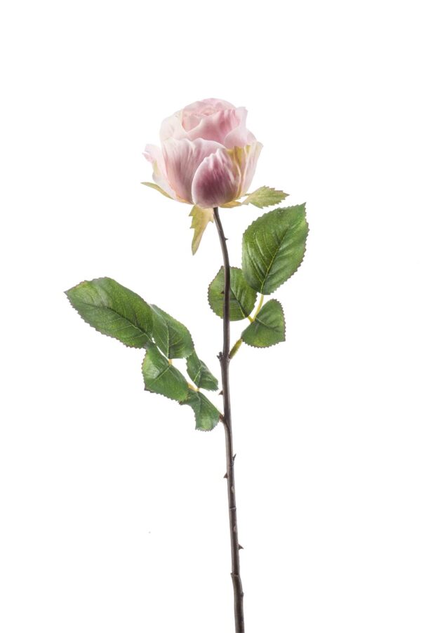 Ruusu "Femke" 57 cm, vaaleanpunainen