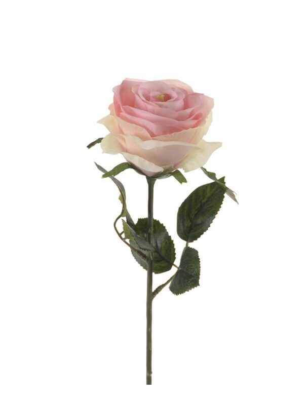 Ruusu 'Simone' 45cm vaalea  pinkki