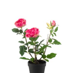 Ruukkuruusu 40cm fuksia