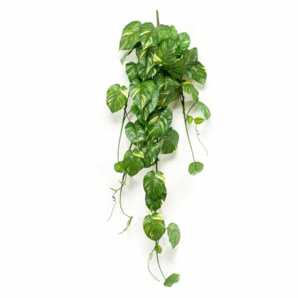 Silkkikasvi Hopeaköynnös 135cm kirjava
