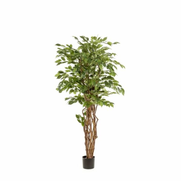 Silkkikasvi Limoviikuna 170cm