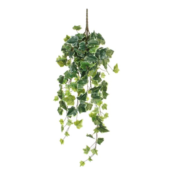 Murattiamppeliköynnös 71 cm