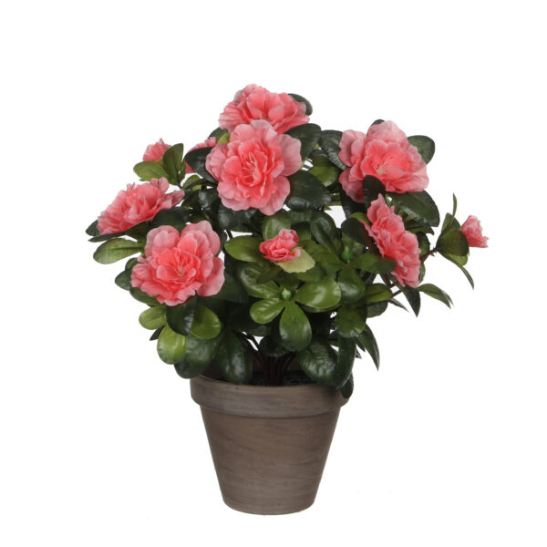 Atsalea 27cm ruukussa persikka