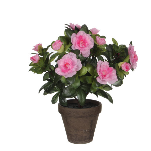 Atsalea 27cm ruukussa pinkki