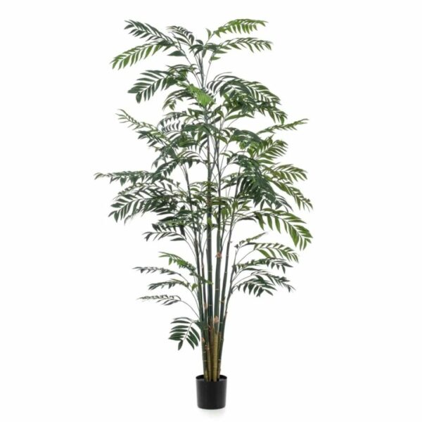 Bambu 245cm ruukussa