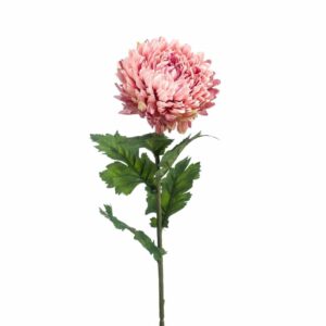 Krysanteemi-oksa 75 cm vanha pinkki
