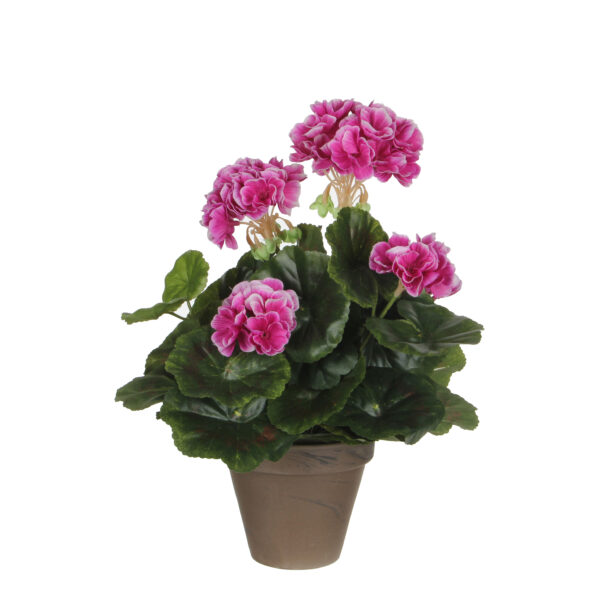 Pelargoni 33 cm pupura ruukussa