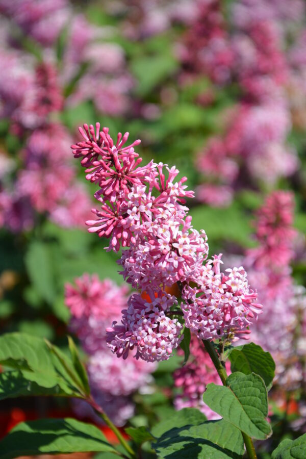 Isabellansyreeni 'Miss Canada'; At,2L,Ul
