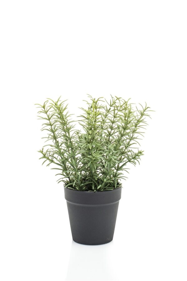 Timjami 22cm ruukussa